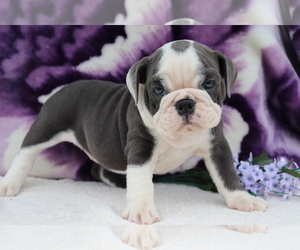 English Bulldog Puppy for sale in SHILOH, OH, USA