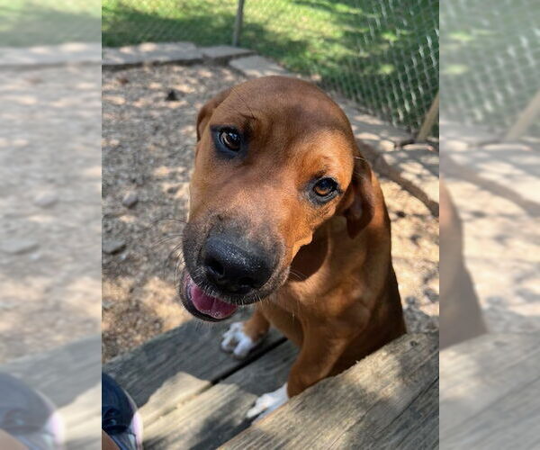 Medium Photo #6 Mountain Cur-Unknown Mix Puppy For Sale in Mountain View, AR, USA