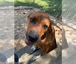 Small #5 Mountain Cur Mix