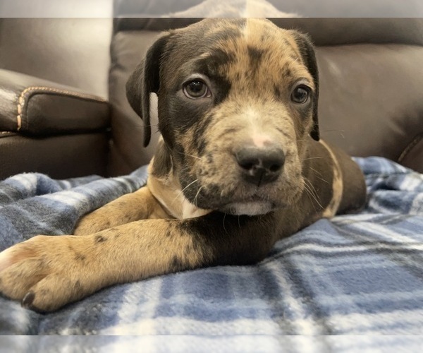 Medium Photo #79 American Bully Puppy For Sale in REESEVILLE, WI, USA