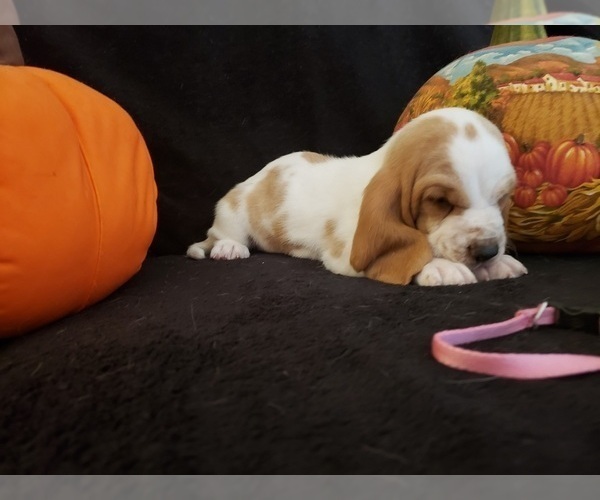 Medium Photo #25 Basset Hound Puppy For Sale in CLAREMORE, OK, USA