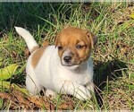 Puppy Eleanor Jack Russell Terrier