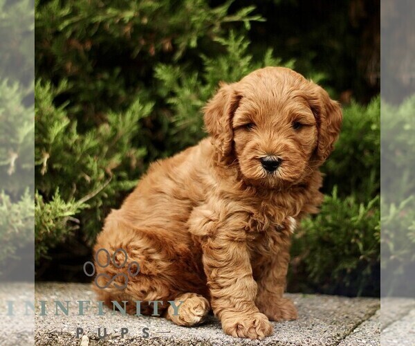Medium Photo #1 Goldendoodle (Miniature) Puppy For Sale in KINZERS, PA, USA