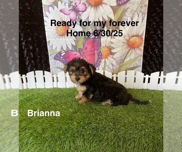Medium Photo #3 Yo-Chon Puppy For Sale in MOUNT PLEASANT, MI, USA