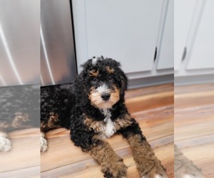 Miniature Bernedoodle Puppy for sale in LAKE CITY, FL, USA