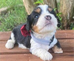 Cavapoo Puppy for sale in HICKORY, NC, USA