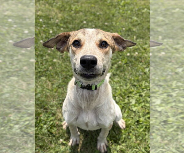 Medium Photo #2 Mutt Puppy For Sale in Jefferson, WI, USA