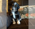 Small Photo #4 Australian Shepherd Puppy For Sale in MOUNTAIN HOME, ID, USA