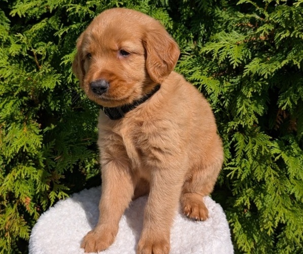 Medium Photo #27 Golden Retriever Puppy For Sale in GOSHEN, IN, USA