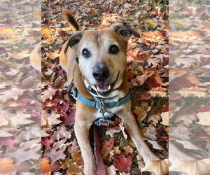 Harper - Female Labrador Retriever-Unknown Mix Dog for Adoption - Photo #13