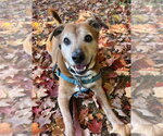 Small Photo #13 Labrador Retriever-Unknown Mix Puppy For Sale in Elmsford, NY, USA