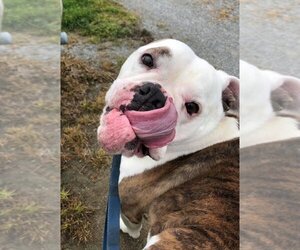 Daisy Mae - Female Bulldog Dog for Adoption - Photo #2