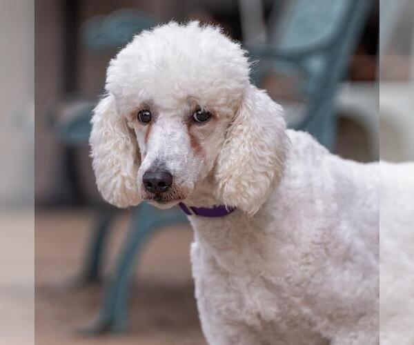 Medium Photo #2 Poodle (Standard) Puppy For Sale in San Diego, CA, USA