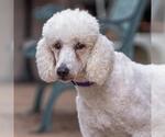 Small #1 Poodle (Standard)