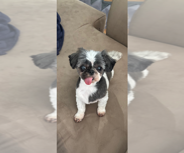 Medium Photo #3 Shih Tzu Puppy For Sale in Silver Spring, MD, USA