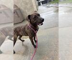 MAPLE - Female Mutt Dog for Adoption - Small photo