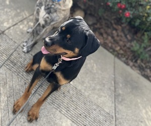 Rottweiler Puppy for sale in STOCKTON, CA, USA