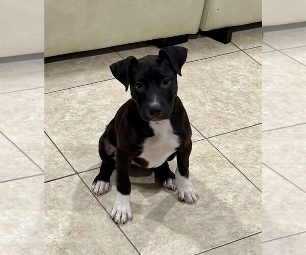 Medium Photo #7 Labrador Retriever-Unknown Mix Puppy For Sale in Royal Palm Beach, FL, USA