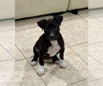 Small #6 Labrador Retriever Mix