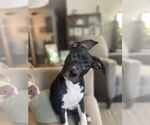 Small #4 Mutt