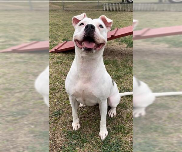 Medium Photo #2 Staffordshire Bull Terrier-Unknown Mix Puppy For Sale in Rosenberg, TX, USA