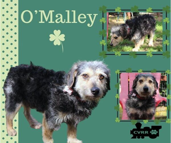 Medium Photo #1 Mutt Puppy For Sale in Lindsay, CA, USA