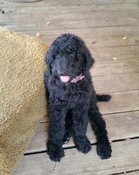 Medium Photo #1 Poodle (Standard) Puppy For Sale in FAYETTEVILLE, TX, USA