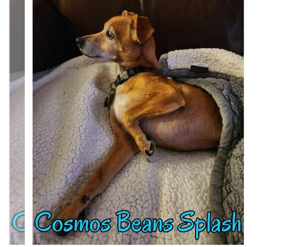 Medium Photo #15 Chiweenie Puppy For Sale in San Antonio, TX, USA