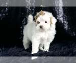 Small Photo #132 Maltipoo (Miniature) Puppy For Sale in WARSAW, IN, USA