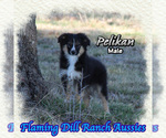 Image preview for Ad Listing. Nickname: Pelikan