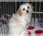 Small Photo #7 Cavachon Puppy For Sale in ORO VALLEY, AZ, USA