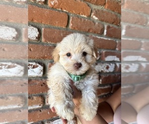 Maltipoo Puppy for sale in MADERA, CA, USA