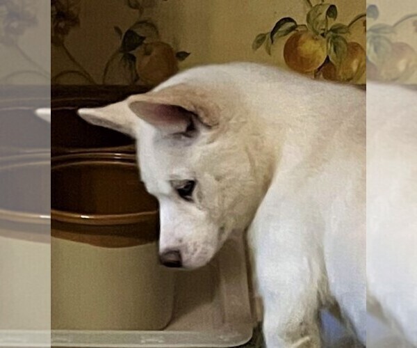 Medium Photo #1 Siberian Husky Puppy For Sale in BURLINGTON, WI, USA