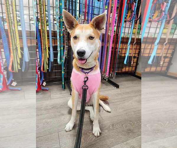 Medium Photo #12 Shiba Inu-Unknown Mix Puppy For Sale in Sheboygan, WI, USA