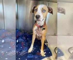 American Staffordshire Terrier-Unknown Mix Dogs for adoption in San Antonio, TX, USA
