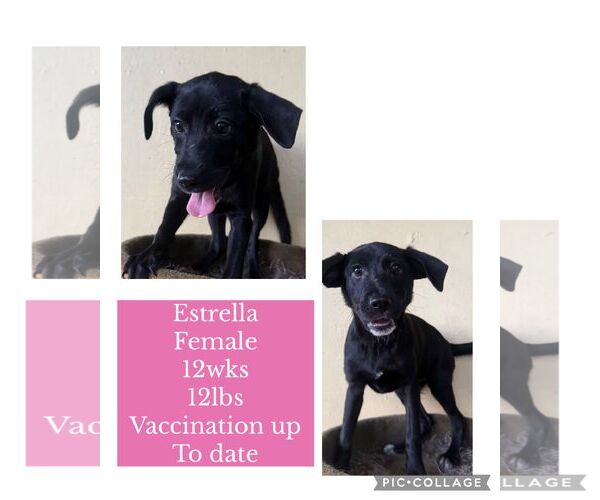 Medium Photo #2 Chihuahua-Labrador Retriever Mix Puppy For Sale in Virginia Beach, VA, USA