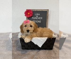 Doxie-Chon Puppy for sale in BLOOMFIELD, IN, USA