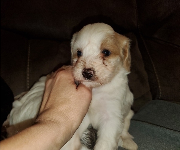 Medium Photo #13 Bernedoodle (Miniature) Puppy For Sale in LEETONIA, OH, USA