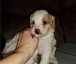 Small #12 Bernedoodle (Miniature)