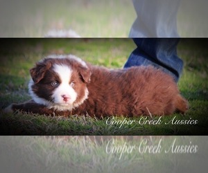 Miniature Australian Shepherd Puppy for sale in SMITHVILLE, AR, USA