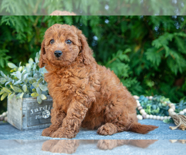 Medium Photo #17 Cavapoo (Miniature) Puppy For Sale in KIRKWOOD, PA, USA