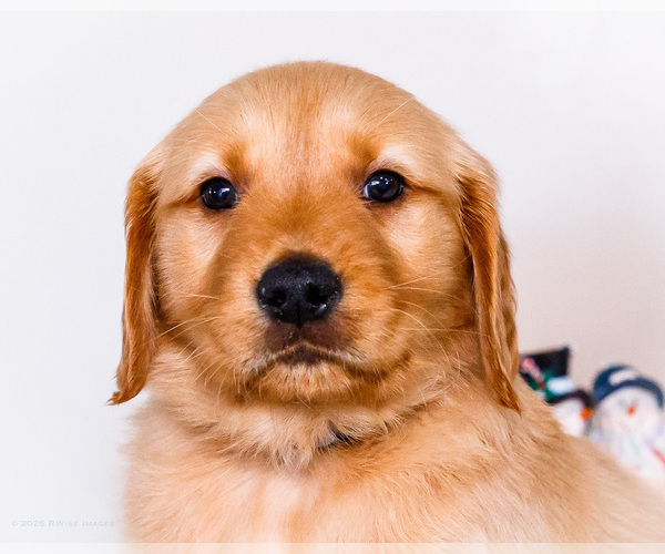 Medium Photo #21 Golden Retriever Puppy For Sale in WAKARUSA, IN, USA