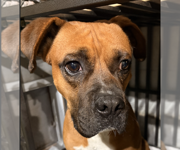 Medium Photo #1 Boxer Puppy For Sale in  Katy, TX, USA