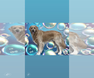 Father of the English Cream Golden Retriever puppies born on 11/07/2025