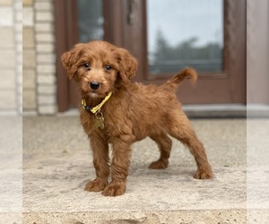 Goldendoodle Puppy for sale in WOLCOTT, IN, USA