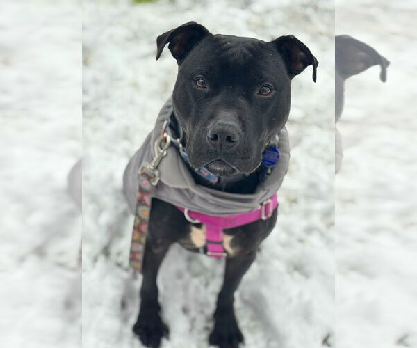 Medium Photo #11 American Staffordshire Terrier Puppy For Sale in Sayreville, NJ, NJ, USA