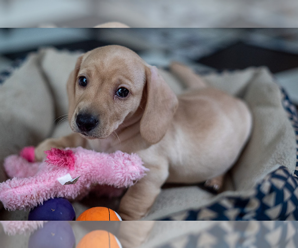 Medium Photo #2 Dachshund Puppy For Sale in DES MOINES, IA, USA