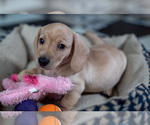 Small Photo #2 Dachshund Puppy For Sale in DES MOINES, IA, USA