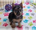 Small #2 Silky Terrier