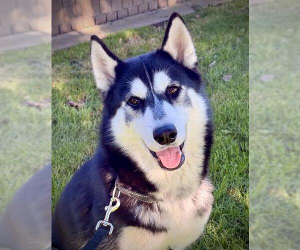 Medium Photo #2 Siberian Husky Puppy For Sale in Lodi, CA, USA
